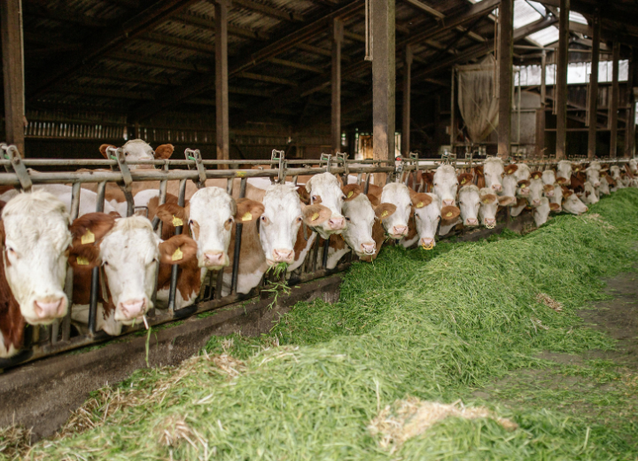 Livestock farming