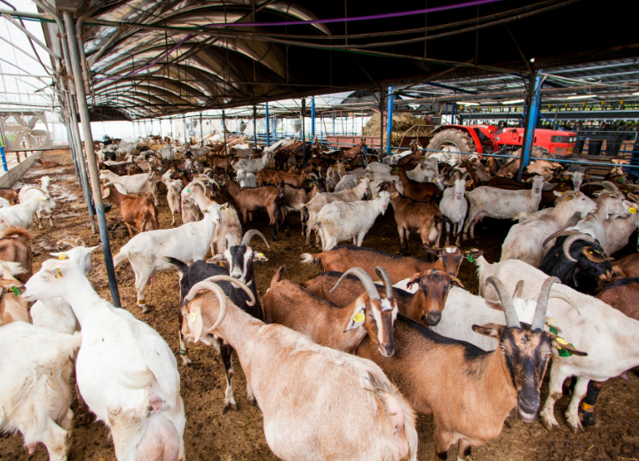 Agricultural management and farm planning