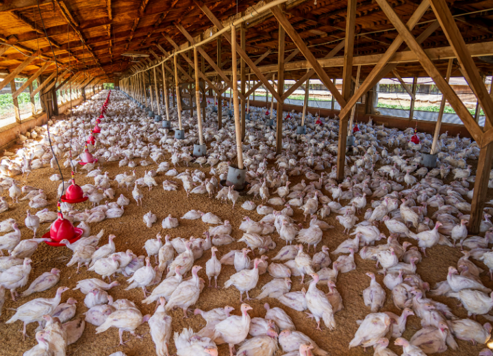 Poultry farming