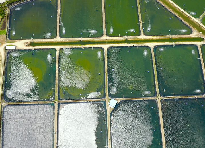 Aquaculture and fish farming