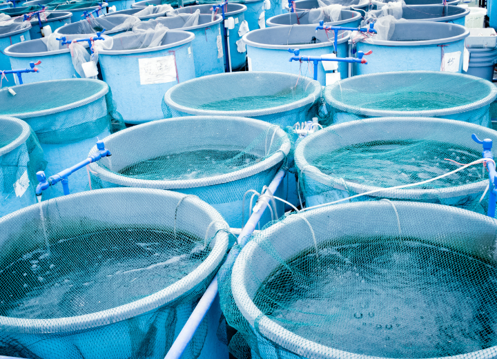 Agricultural produce markets and sales