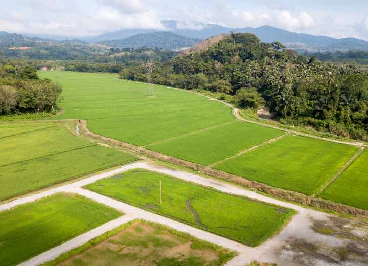 Agricultural crop production management