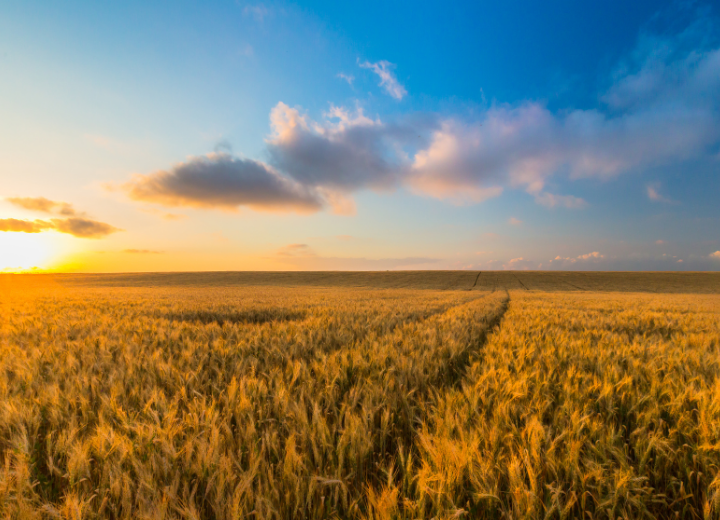Agricultural performance management